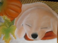 /album/galerie-photos/photo-1656-jpg/